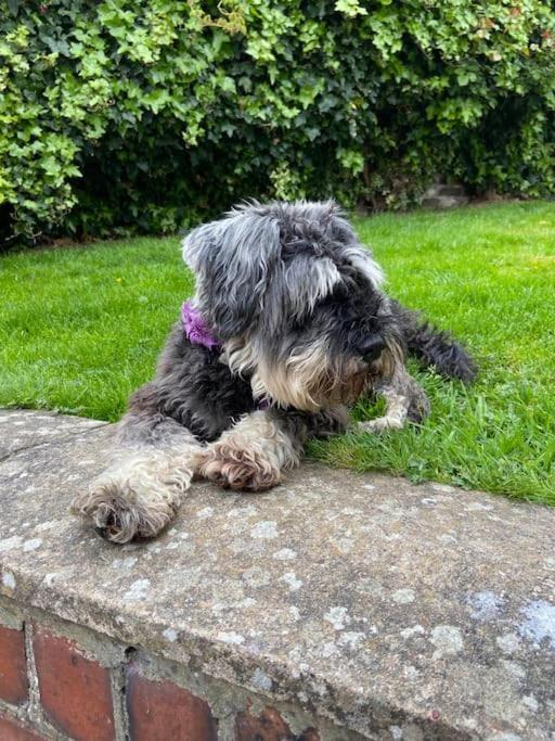 Award Winning Pet Friendly Paddock Cottage Whitby Exteriér fotografie